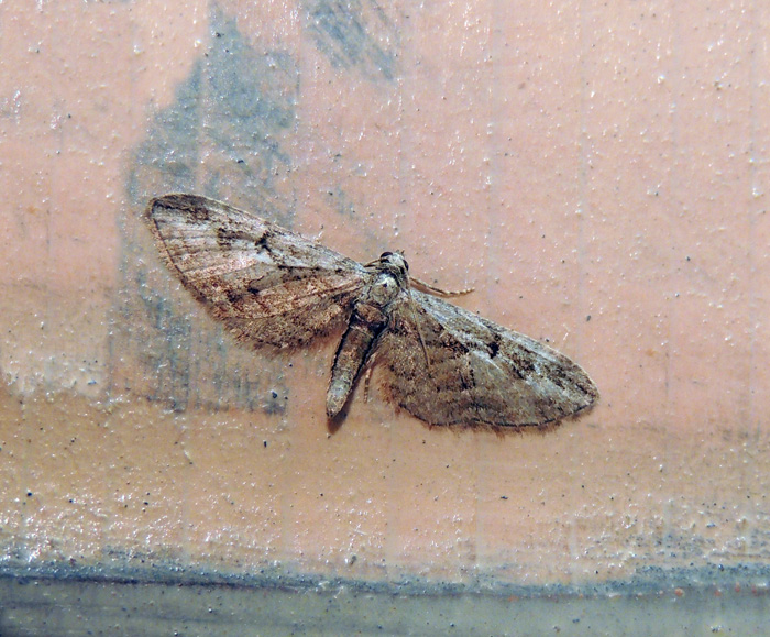 Eupithecia ericeata Geometridae